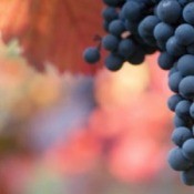 Composting Grapes