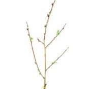 Rooting Plants