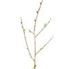 Rooting Plants