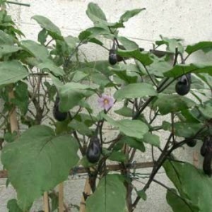 Growing Eggplant
