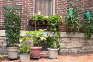 Growing Vegetables in Containers