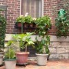 Growing Vegetables in Containers