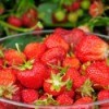 Growing Berries