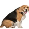 An overweight dog.