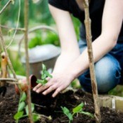 Transplanting Seedlings