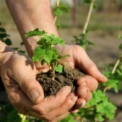 Transplanting Seedlings