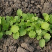 Turnip Seedlings