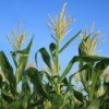Growing Corn