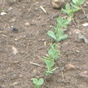 Growing Peas for Winter