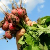 Storing Root Crops