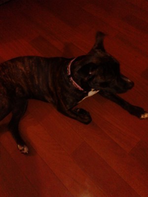 Brindle colored Pit Bull.