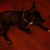 Brindle colored Pit Bull.