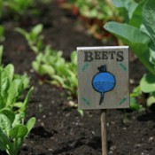 A vegetable garden
