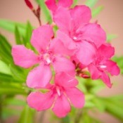 Pink Oleander