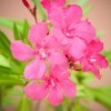 Pink Oleander
