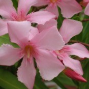 Beautiful pink oleander flowers.