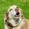 Dog Barking