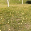 Rejuvenating a Tired Lawn