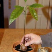 test fitting seed