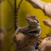 A pet bearded dragon