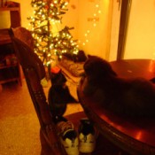 Cats on chair and table.
