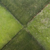 Cleaning Moss and Algae on Concrete