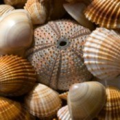 Sea Shells