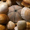 Sea Shells