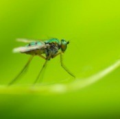 Fly on Blade of Grass