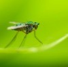 Fly on Blade of Grass