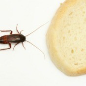 Preventing Pantry Pests