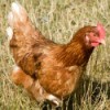 A free range chicken on a farm.