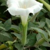Growing Moonflowers