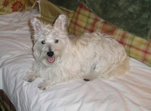 Lilly (West Highland Terrier)