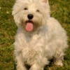 West Highland White Terrier