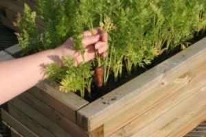 Growing carrots in a container.