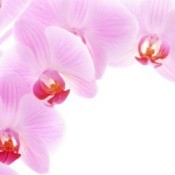 Mother's Day Flower Ideas