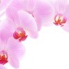 Mother's Day Flower Ideas