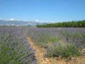 Growing: Lavender