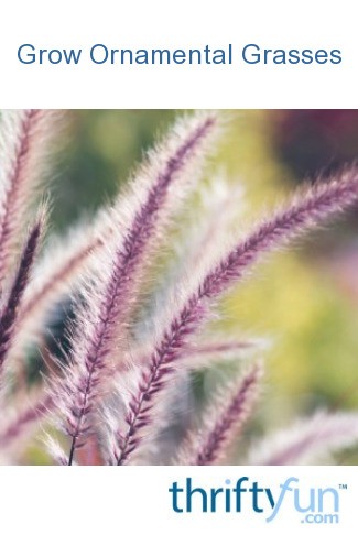 how to grow ornamental grasses thriftyfun how to grow ornamental grasses thriftyfun