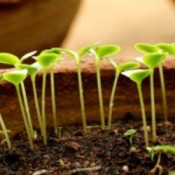 seedlings