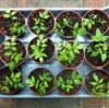 Starting Seedlings