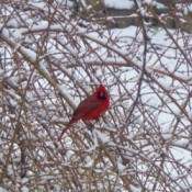 Cardinal in the snow
