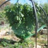 Protecting Fruit Trees From Birds