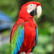 Buying a Parrot