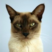 Tonkinese Cat