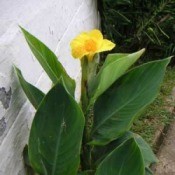 Growing Cannas