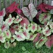 Growing Caladium