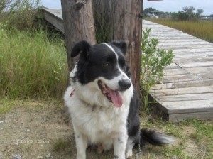 A Border Collie