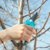 Pruning a tree